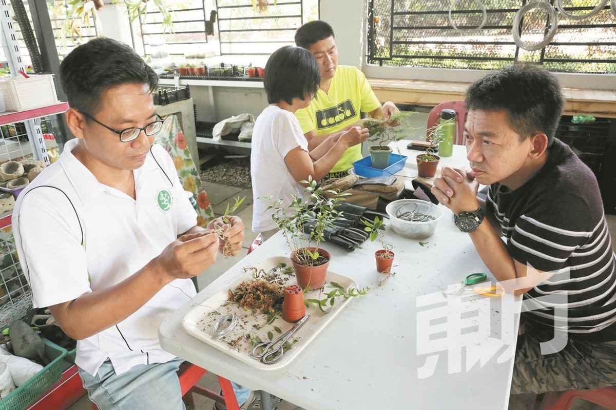 曾义翔也有开班授课，传授栽种盆景知识和技巧。