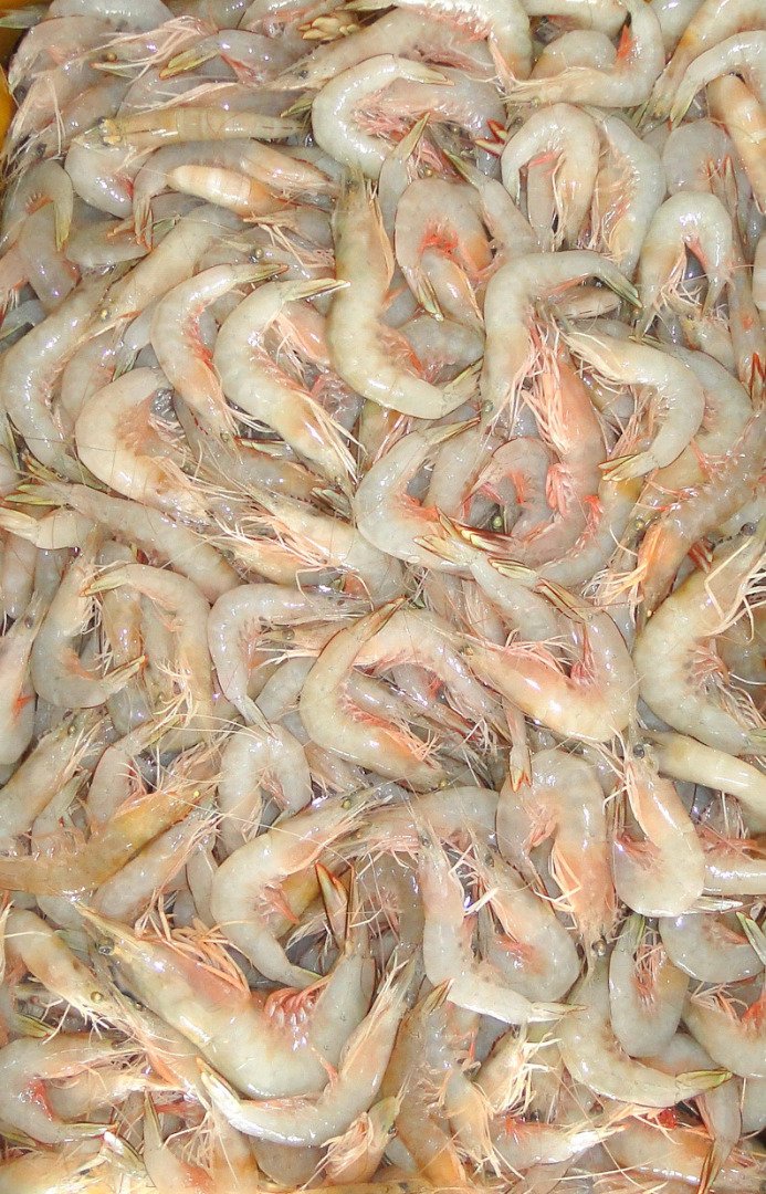 本地饲养的白虾每公斤价格介于40令吉至50令吉。