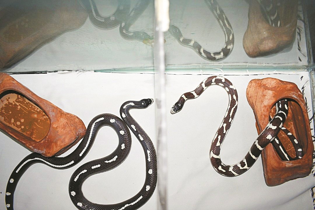 Tron（左）及Pepero都属加州王蛇的品种，基本体色是黑白交接的环状花纹。