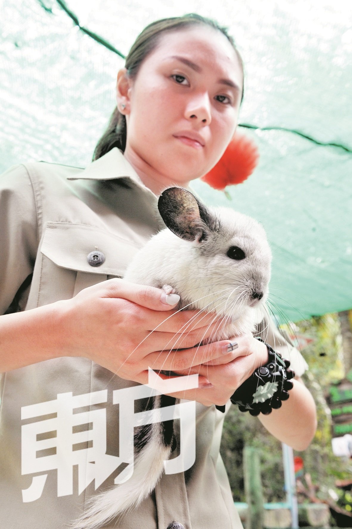龙猫，非龙亦非猫，而是产于日本高山区的鼠科动物，虽是老鼠家族成员，但并无人们刻板印象中的肮脏形象，更是鼠类中最好乾净作息的一份子，喜爱以极幼细的沙子“洗澡”。（摄影：连国强）