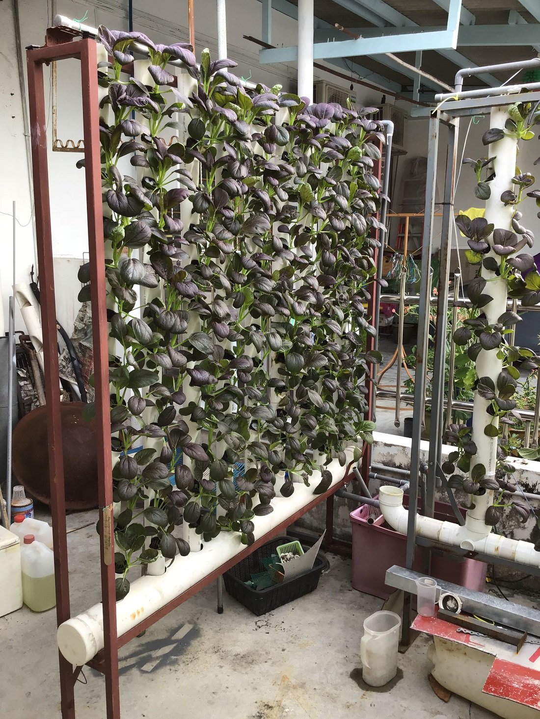 潘耀财自制的垂直式水耕架可种出108株蔬菜。