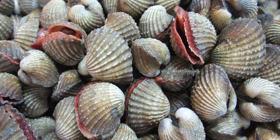 瓜拉班尤出产的贝类海产含毒素，公众受促暂时停止食用。