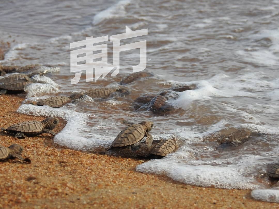 190只可爱的小海龟，不畏大浪，从海滩一步步爬行，投入大海怀抱。