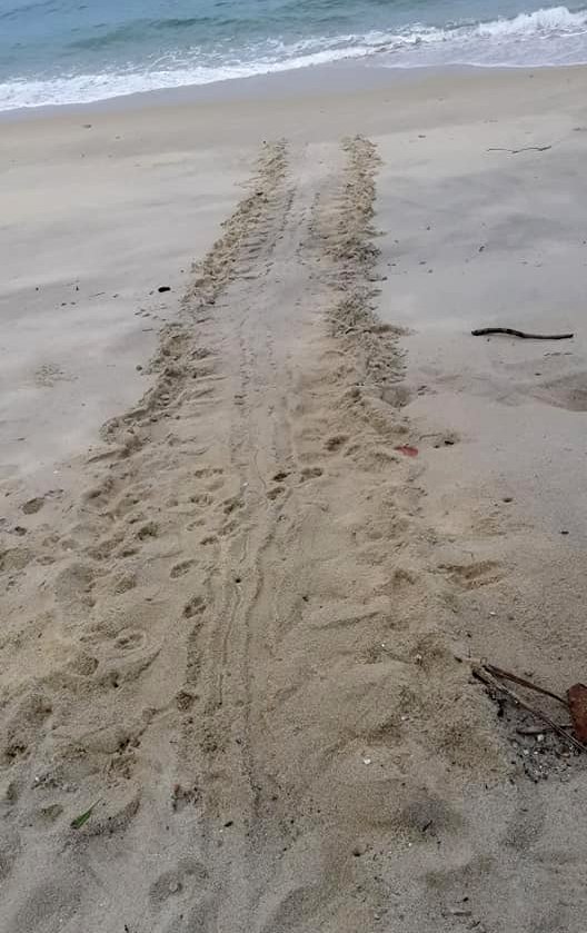 母龟登岸产卵的隔天上午，沙滩能见其匍匐返回大海的行迹。 (图取自受访者保育单位面子书)