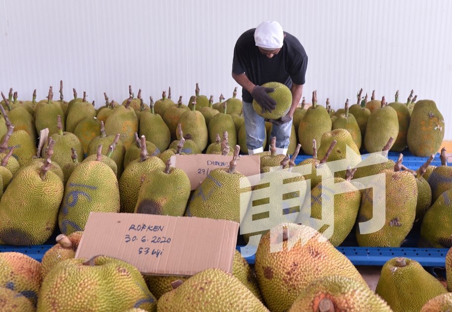 国内菠萝蜜市场依然出现供过于求的问题，倘若没有方法保存菠萝蜜，农民的心血将会白费。