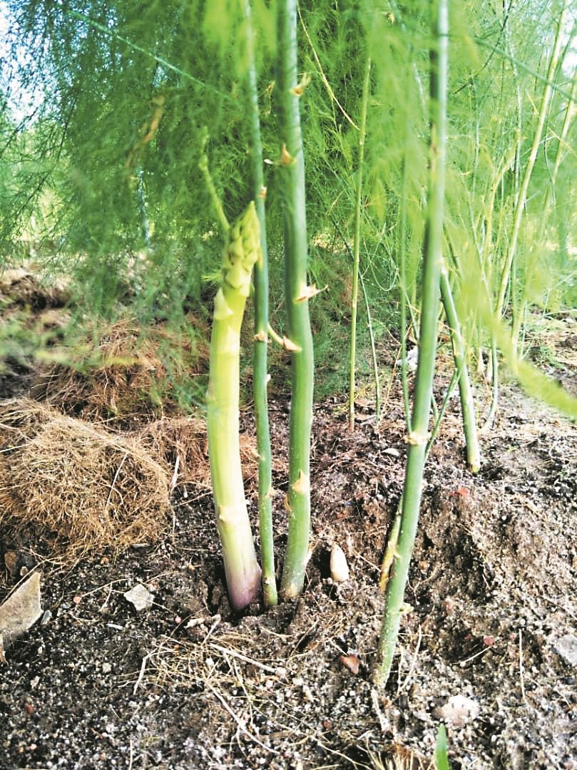 芦笋为多年生植株，从种子萌芽到植株衰老可达20年，其寿命在不同地区有长短，如在热带地区一般5至10年。左为即将成熟的嫩苗。
