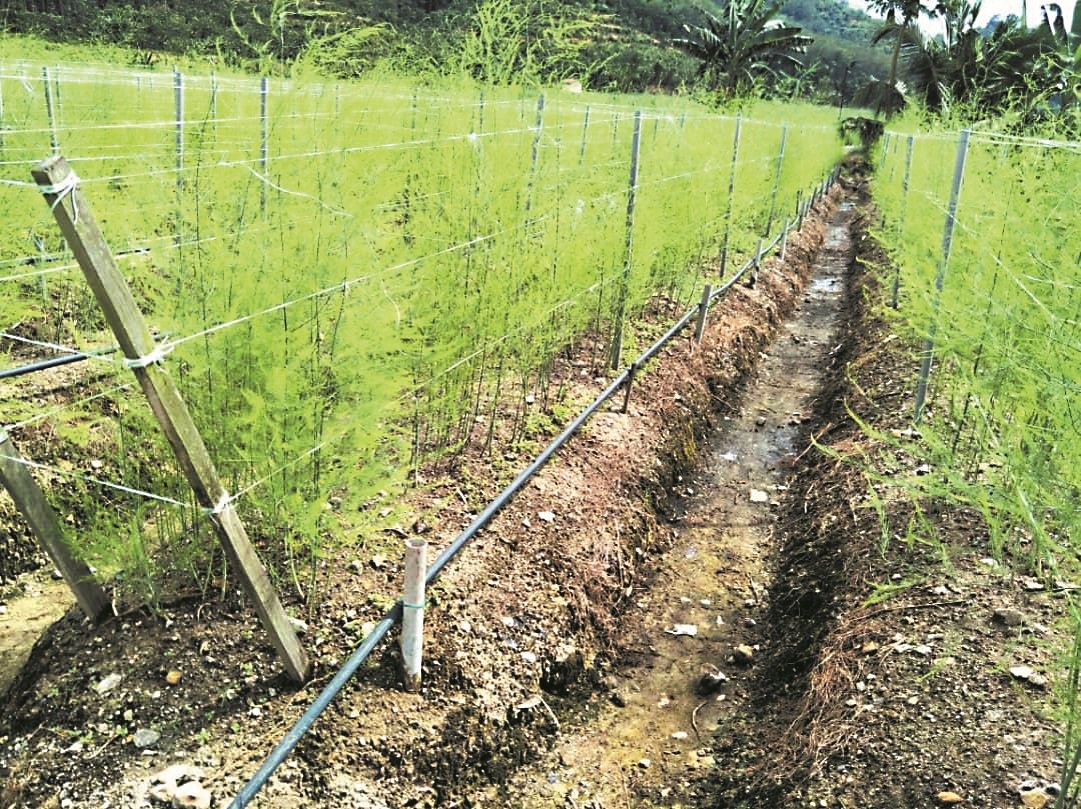 种植芦笋需有良好的排水系统，以免出现田地积水现象，导致土壤缺氧，造成根系腐烂。