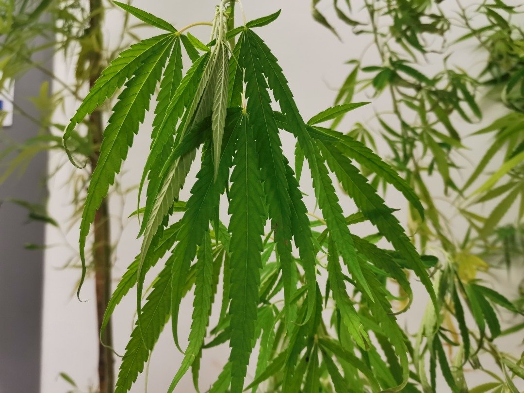 大麻树的叶子，真的像竹子叶吗？