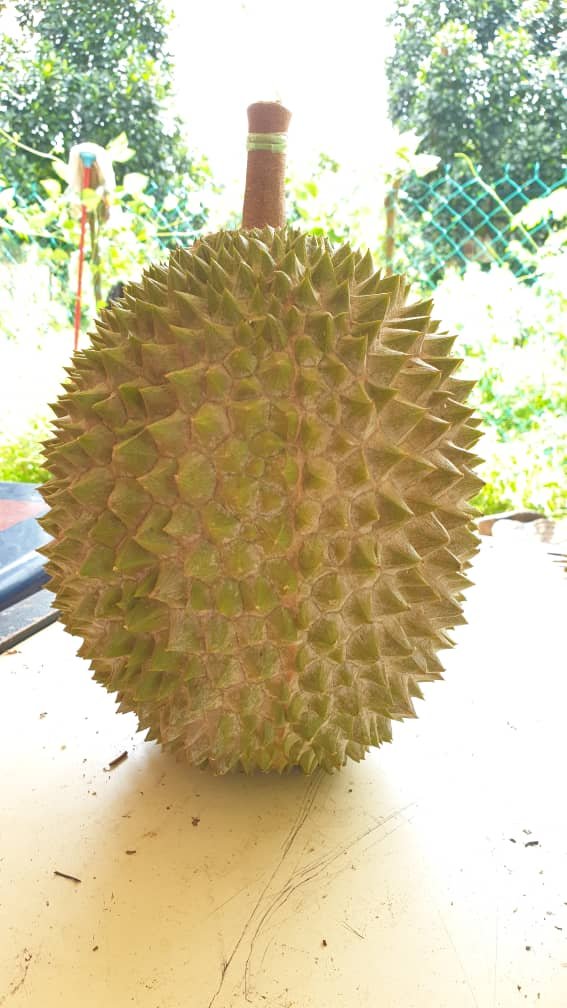 猫山王A果的果型较为丰满，呈现椭圆形，里面可以有多达数十包果肉。