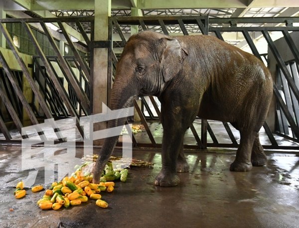 动物园中饭量最大非大象莫属。每只大象平均每日要消耗60公斤蔬菜水果等食材。图为名叫Sibol的亚洲象在开心品尝悉心为它准备的丰富午餐，包括有甘蔗、木瓜、番石榴等7种不同的食材。