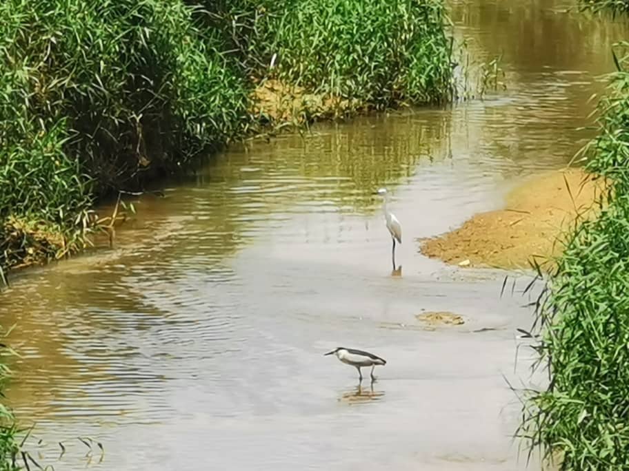 士姑来河的美拉纳河支流，在河面上觅食的鸟类比之前多。
