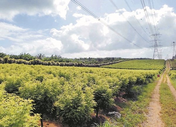 温初君种植的咖哩树面积达80英亩，是全马最大的咖喱叶供应商。
