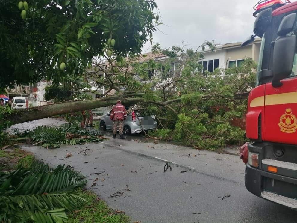 位于怡保花园发生大树倒塌，一辆停放路旁的轿车不幸被压个正著。（网络照片）