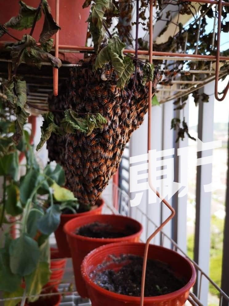 刚过去的5月20日是联合国指定的世界蜜蜂日，旨在提高公众对蜜蜂作为授粉媒介及保护其栖息地的醒觉。
