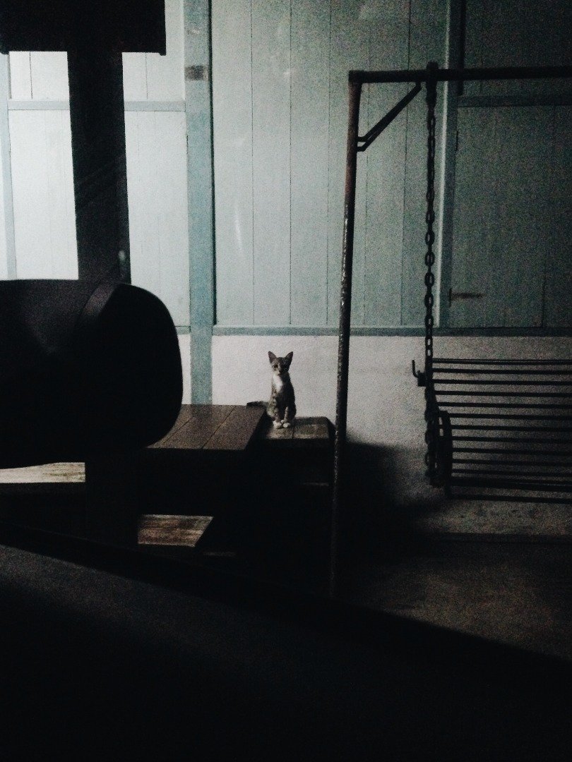 深夜归来的詹碧云，看见猫咪默默坐在板凳上守候著，让她十分窝心。