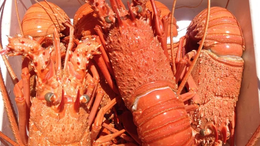 数吨澳洲活龙虾上周末在中国机场等待清关时，遭到额外检查。因担心龙虾因此死亡，澳洲多数出口商已停止向中国发运龙虾。