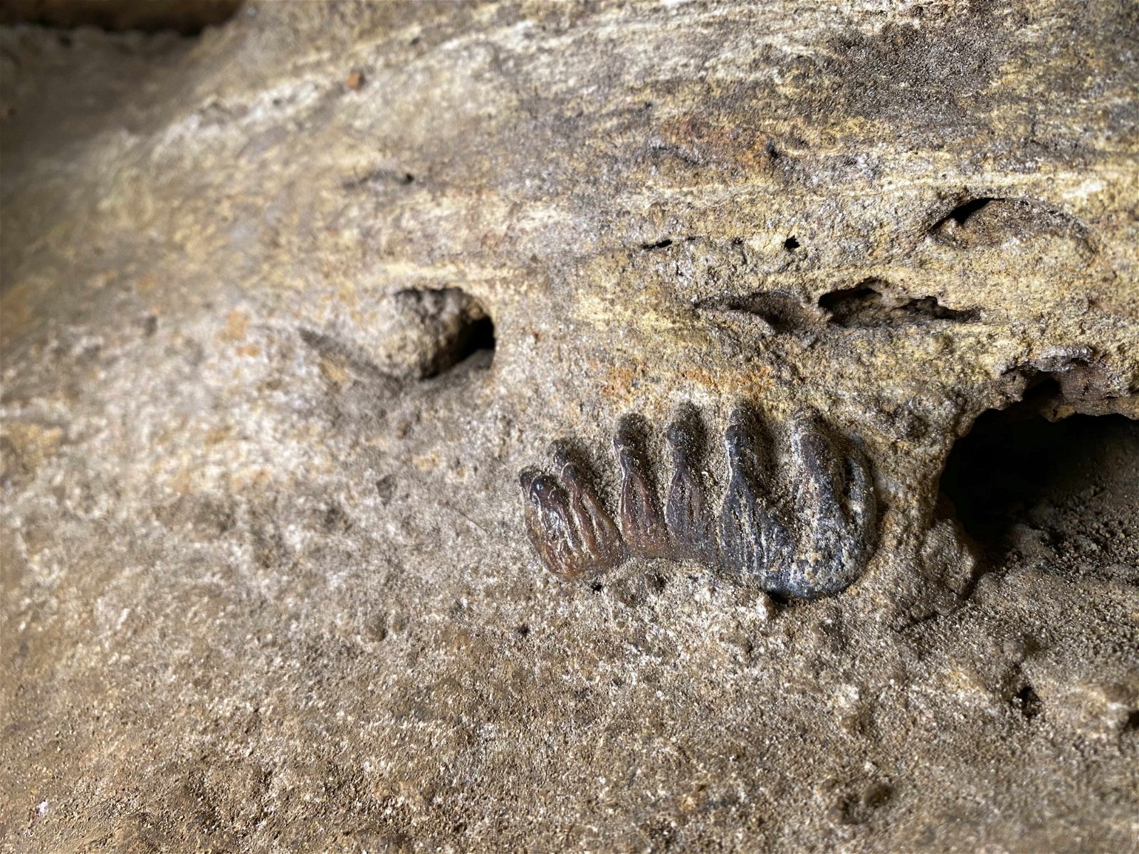 拥千万年历史的剑齿象化石被发现时，嵌在离地数尺高的岩壁上，若不仔细观察，难以发现。
