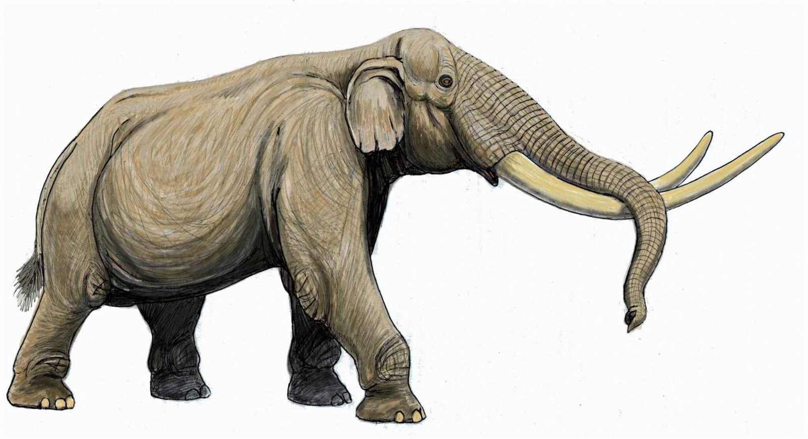 国外研究人员依据出土的化石进行描绘，剑齿象的头骨较长，上颌的象牙既长且大，向上弯曲 ，下颌短，没有象牙，高度更可达到4公尺。（图取自网络）