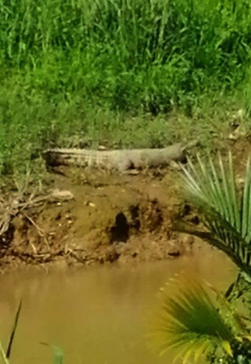 居民凯鲁阿末拍下鳄鱼出没的照片，上载至面子书提醒民众。