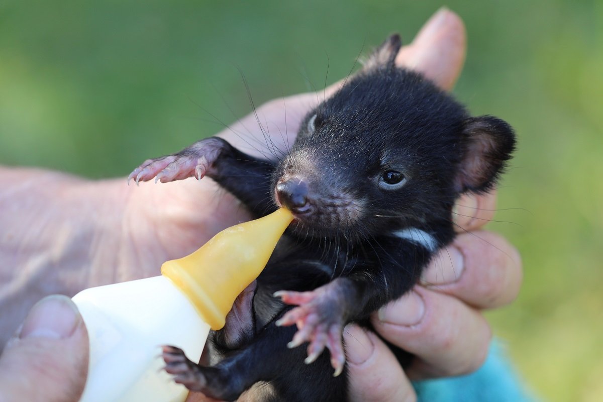 保育团体的计划是能让袋獾回归它们早在千年以前就已为家的澳洲大陆。（图取自路透社）