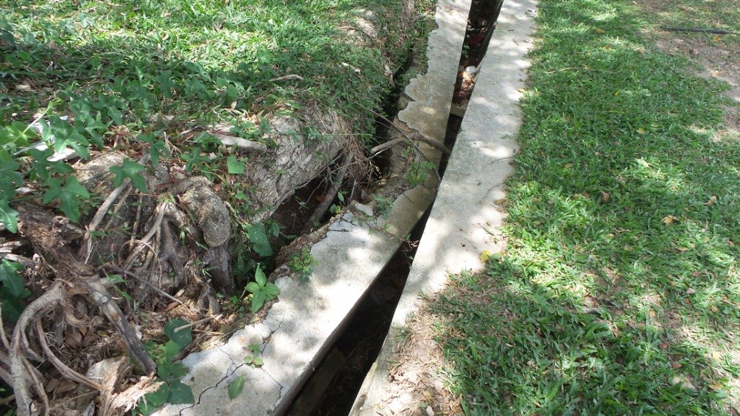 有盖篮球场附近的沟渠因老树盘根而崩塌，也塞满垃圾，影响排水。