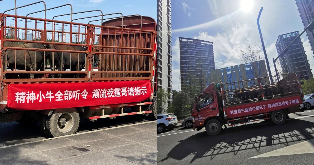 陈伟霆的粉丝出动牛车，为偶像拉横幅应援。（图取自微博）