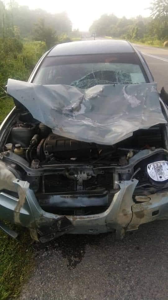 撞及幼象的轿车前部损毁不堪，所幸司机无恙。