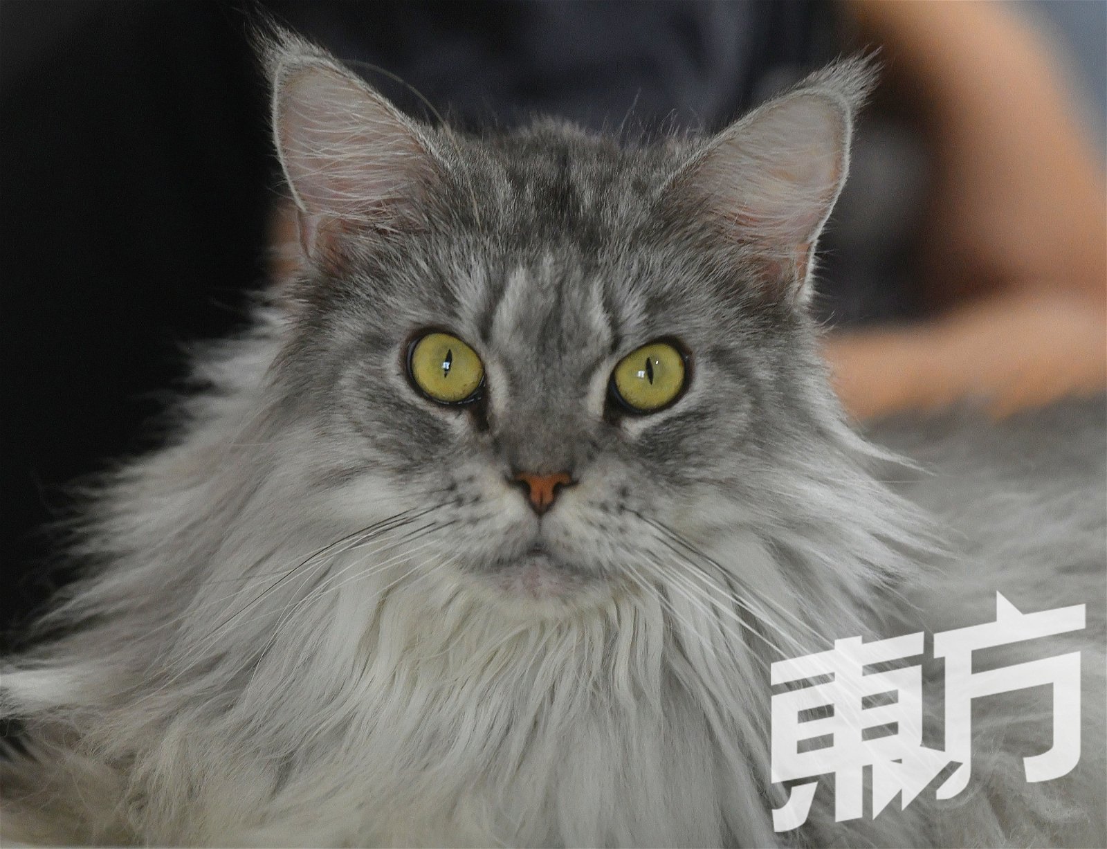 除了街边救回来的野猫，张景焜也曾从配种饲育家手中，接受了一只不得生育，而提前退役的名种猫，即是他的第6只猫宝贝，Lagertha。（摄影：张真甄）