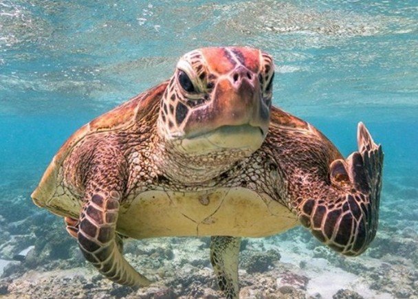 海龟怒视镜头，更疑似举起“中指”。