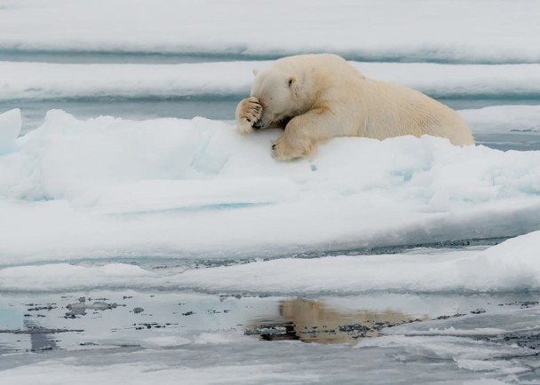 北极熊为冰川融化悲叹？