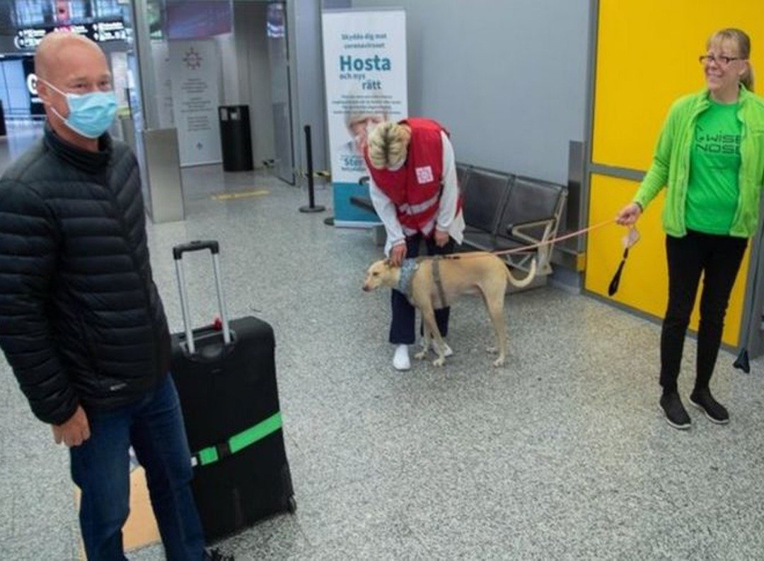 检疫犬将在赫尔辛基机场进行为期4个月的试验。如果被证实准确有效，该机场将常态化部署检疫犬探测新冠病毒。