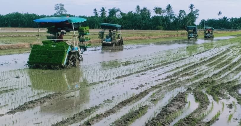 种糯米回酬比稻米更优渥| 农情| 专题| 東方網馬來西亞東方日報