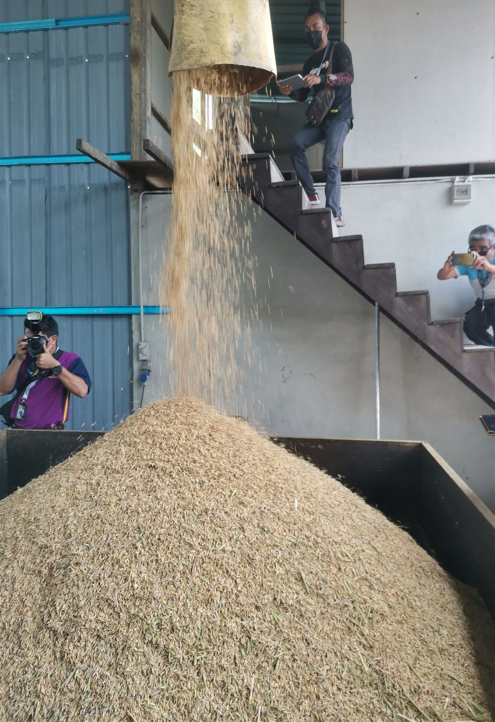 糯稻收割后必须经过机器筛选，分隔稻秆、不实粒、杂草种子等杂质，保留结实的稻谷。