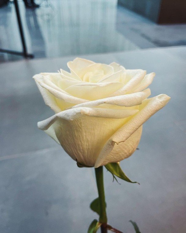 廖启智的次子文信上载一张白玫瑰照片，发文感激大家，并指自己要重新出发。