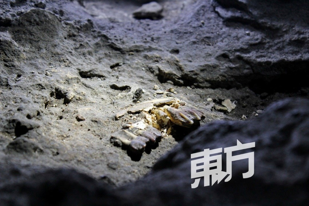 洞内的鹿科下颌骨牙齿化石被发现遭人为破坏，数个臼齿已碎裂，因此民众进入洞穴观看时须额外小心。（档案照）