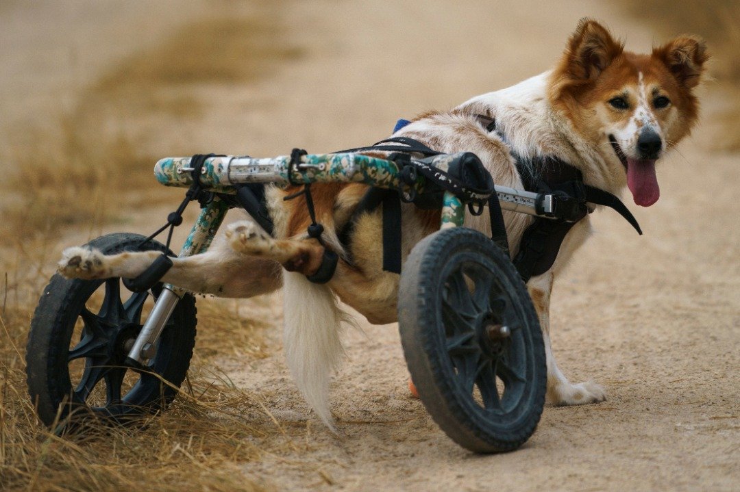 这只残疾狗只在意外事故中，不幸失去两只后腿的行动力。但在轮椅的辅助下，它得以和正常的狗一般跑动。