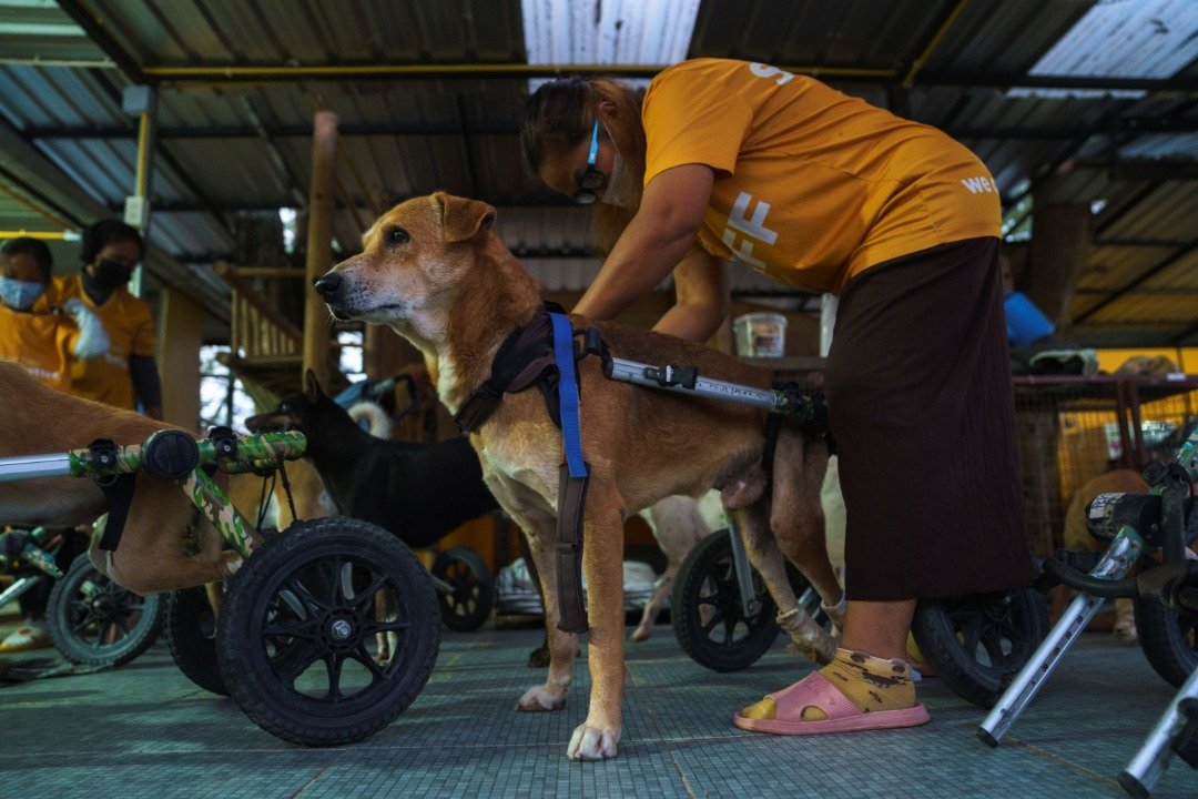 日常锻炼开始前，志工为残疾的狗只装上轮椅。