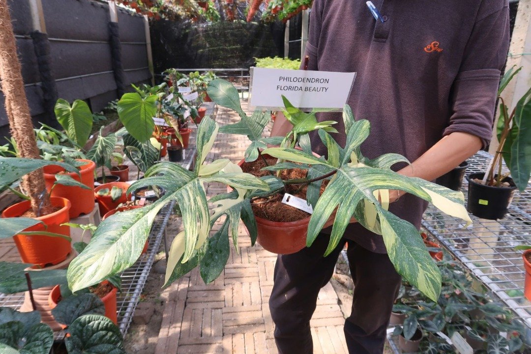 喜林芋是深受欢迎的室内植物之一。
