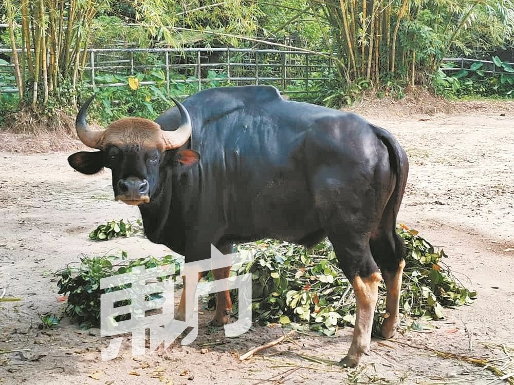 马来野牛以体躯巨大而著称，体重可超过1000公斤，天敌只有老虎。