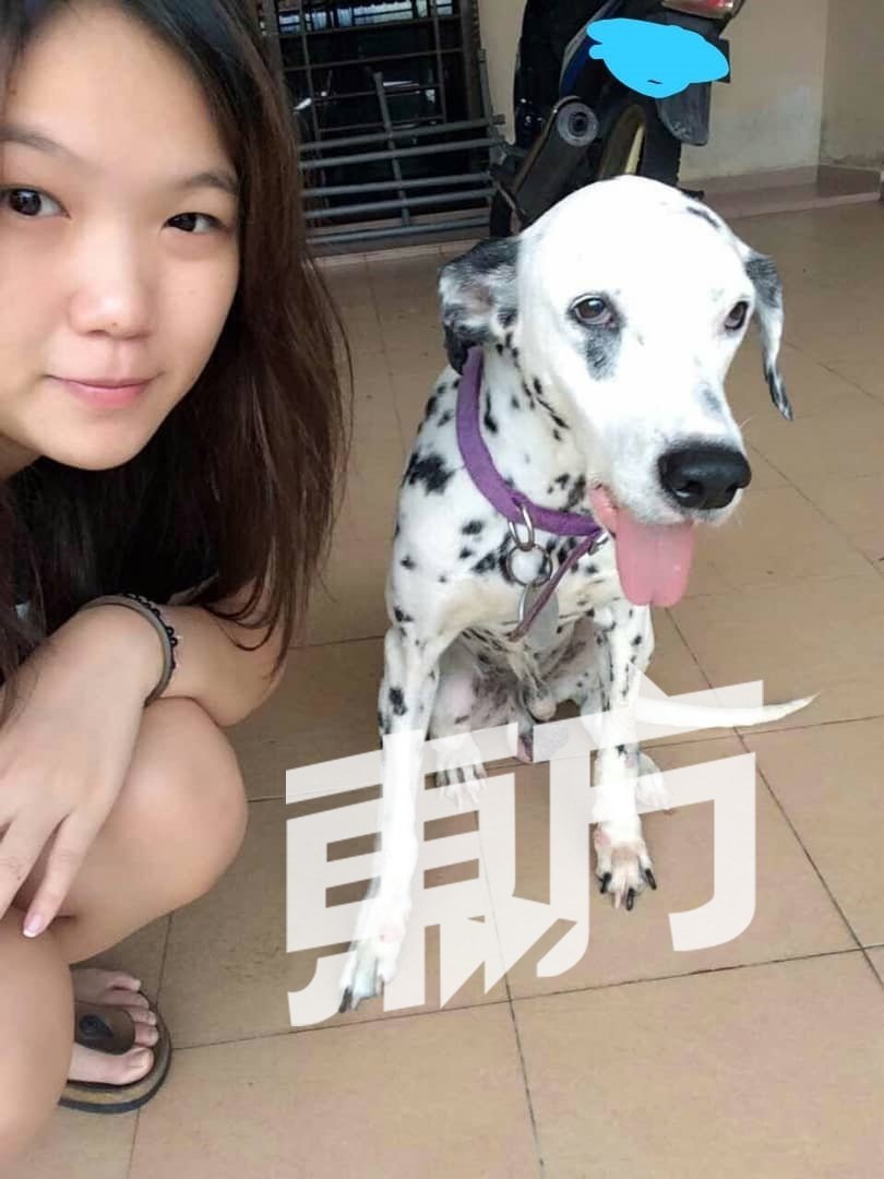 患上口腔癌过世的斑点狗，是徐慧恩第一只收养的宠物。