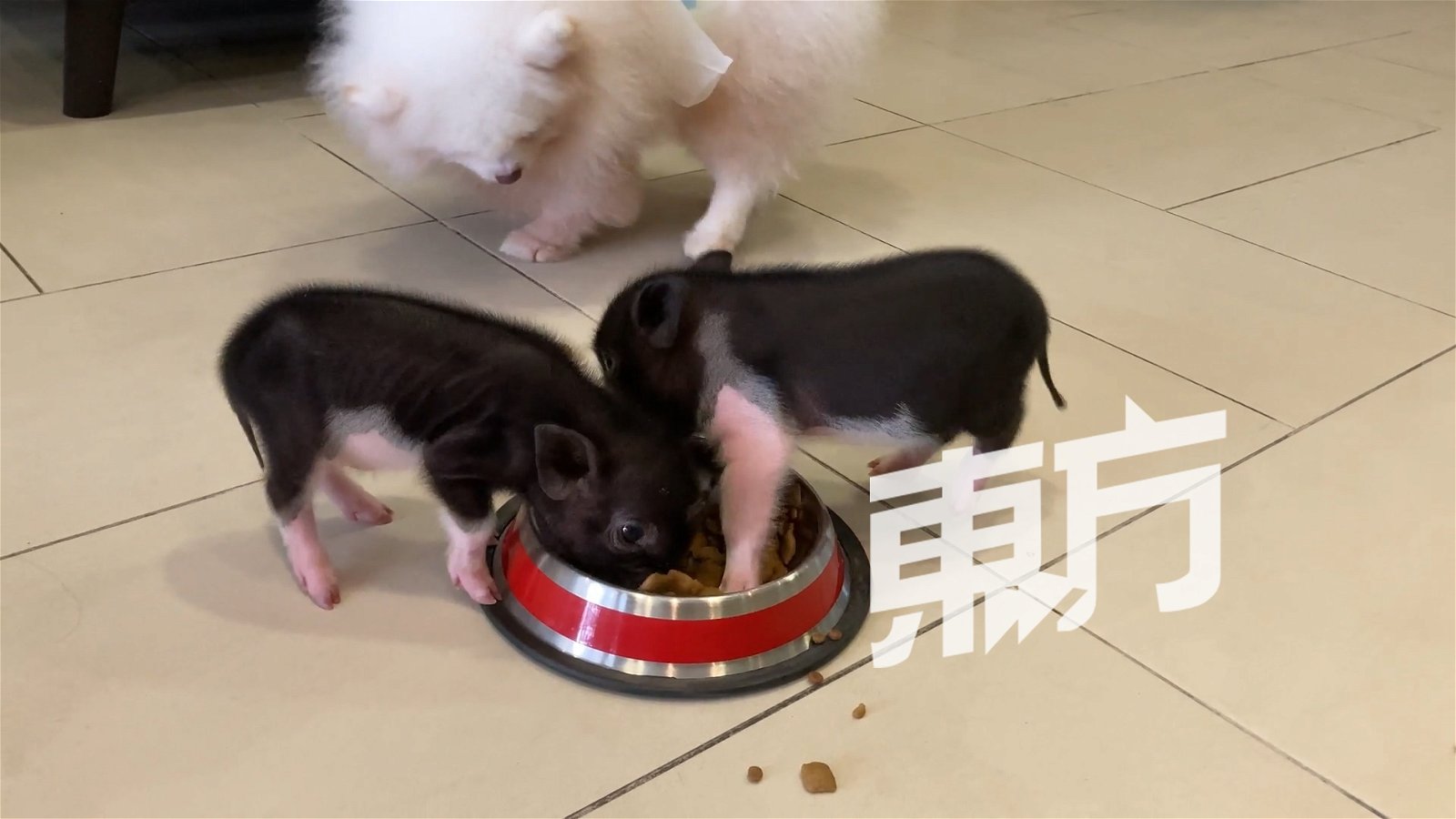 徐慧恩饲养的狗与迷你香猪“分食”，画面十分逗趣。