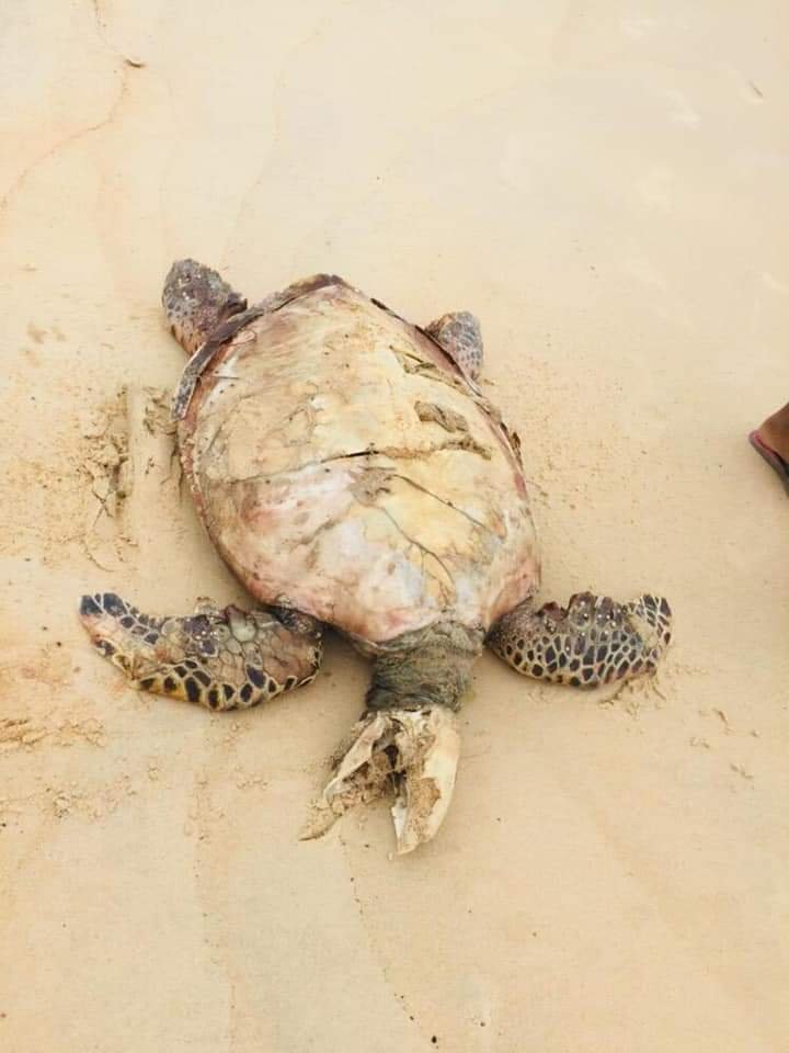 属于濒危临绝种的海龟尸体，被发现时已经腐烂。