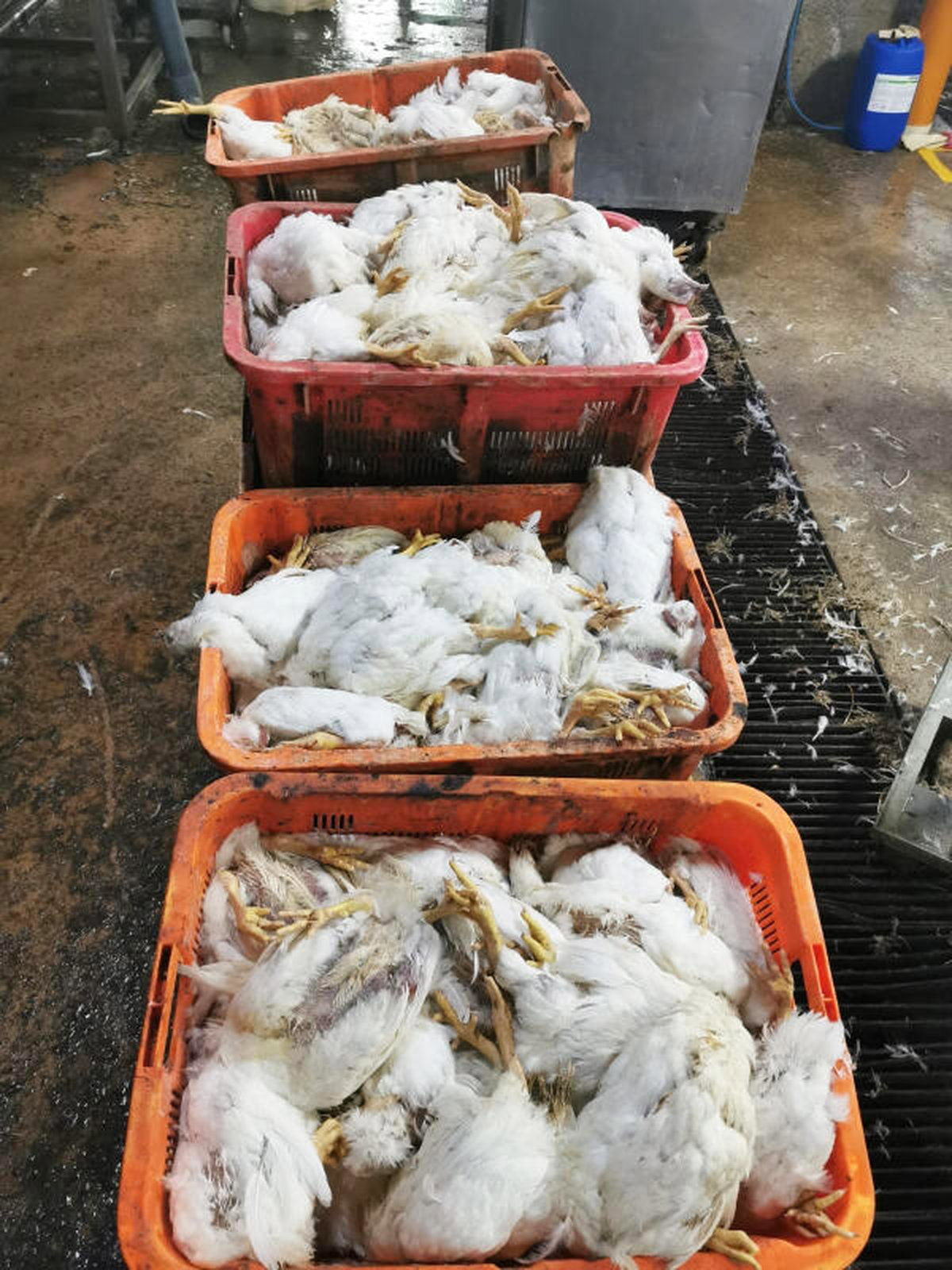 新加坡关卡大塞车，罗里动弹不得，准备运入新加坡的活鸡被闷死。（受访者提供）