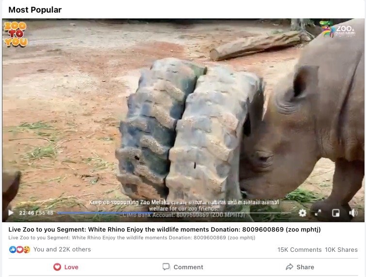 马六甲动物园首次进行直播，即获得网民热烈支持，直播主角白犀牛正在“推轮胎”。
