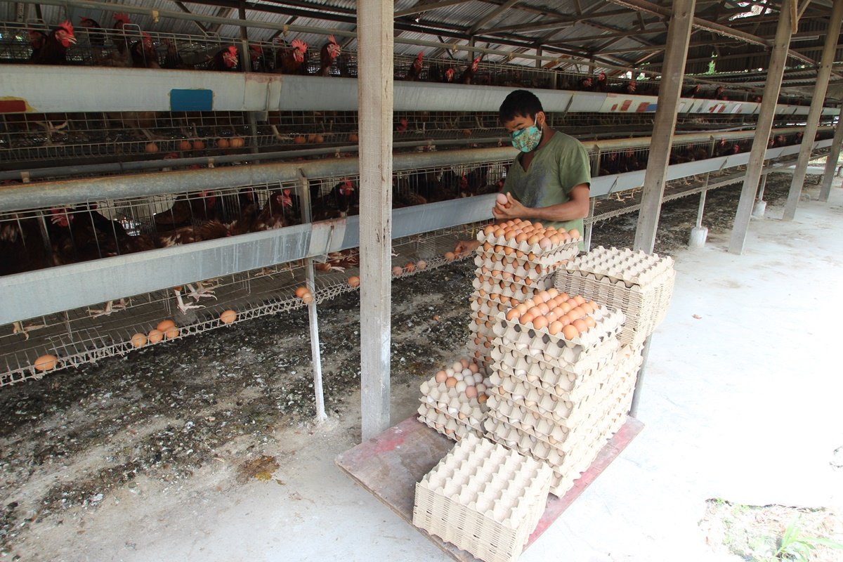 黄松龄的员工每日都会赶在中午收集鸡蛋，经过分级及包装后，将最新鲜的鸡蛋送往顾客手中。