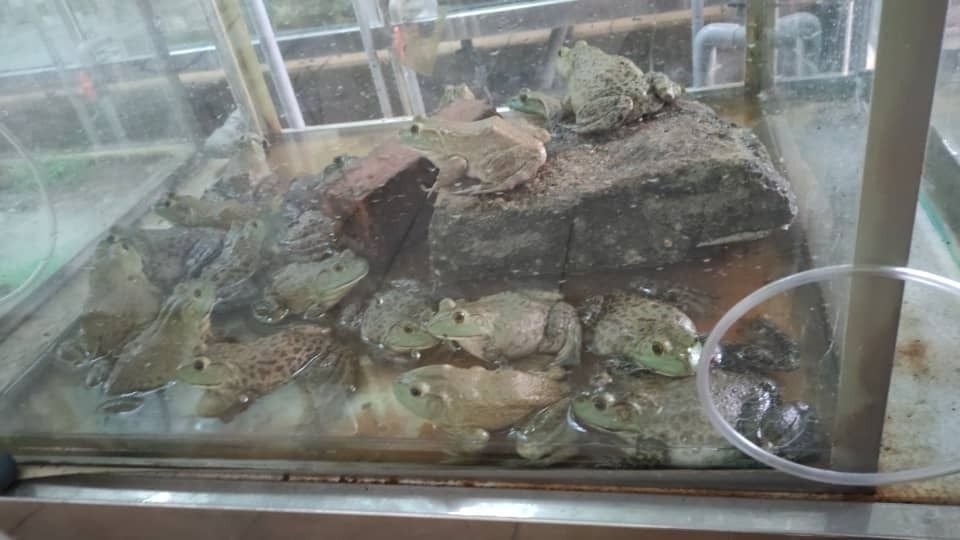 20公斤活青蛙因无出口准证而被马来西亚检疫及检验服务局扣查。