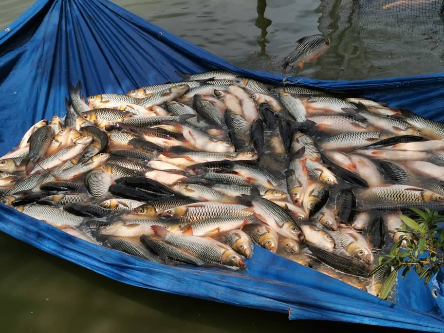 红尾苏丹鱼有价，养殖业者看好未来的养殖前景。
