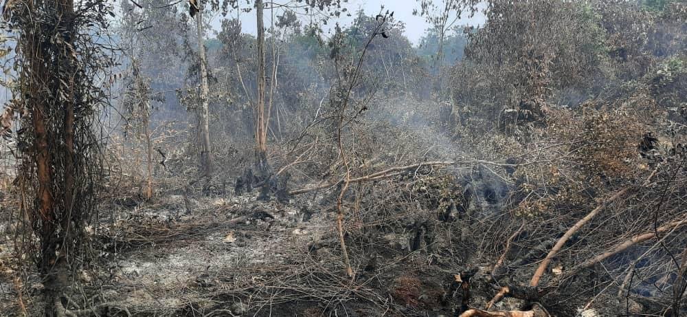 在大马海事机构参加扑灭林火工作，估计已有约90％林火被扑灭。