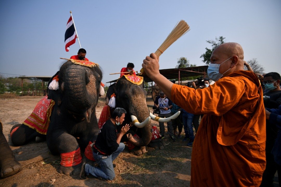 当天的活动上，一名信徒与大象为当地的僧侣布施，并接受了浴佛礼。（路透社）