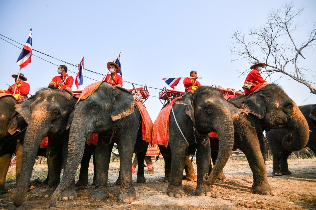 象夫们手里拿著泰国国旗，带领著大象参加此次的活动。当局盼该一年一度的节日，能吸引外国游客前来，重振当地的旅游业。（路透社）